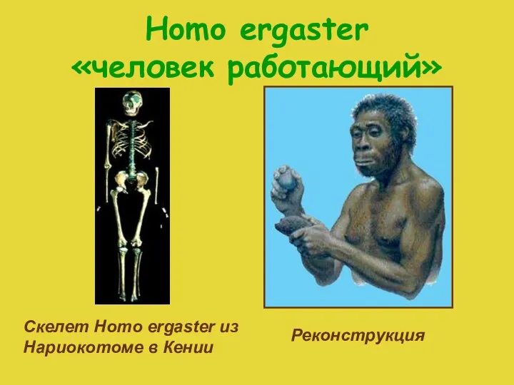 Homo ergaster «человек работающий» Скелет Homo ergaster из Нариокотоме в Кении Реконструкция