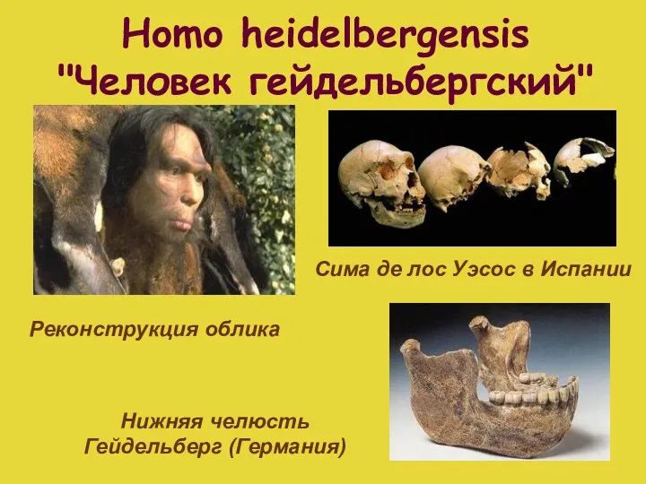 Homo heidelbergensis "Человек гейдельбергский" Сима де лос Уэсос в Испании Нижняя челюсть Гейдельберг (Германия) Реконструкция облика