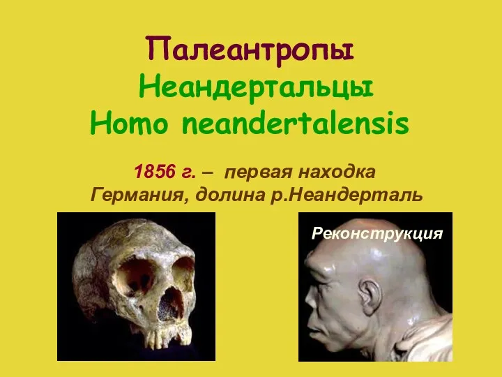 Палеантропы Неандертальцы Homo neandertalensis Реконструкция 1856 г. – первая находка Германия, долина р.Неандерталь