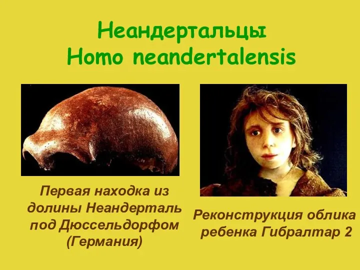 Неандертальцы Homo neandertalensis Реконструкция облика ребенка Гибралтар 2 Первая находка из долины Неандерталь под Дюссельдорфом (Германия)