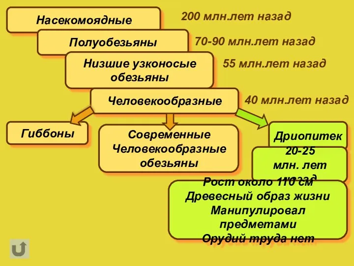 Насекомоядные Полуобезьяны Низшие узконосые обезьяны Человекообразные Гиббоны Современные Человекообразные обезьяны