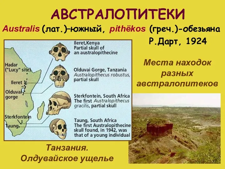 АВСТРАЛОПИТЕКИ Australis (лат.)–южный, pithёkos (греч.)-обезьяна Места находок разных австралопитеков Танзания. Олдувайское ущелье Р.Дарт, 1924