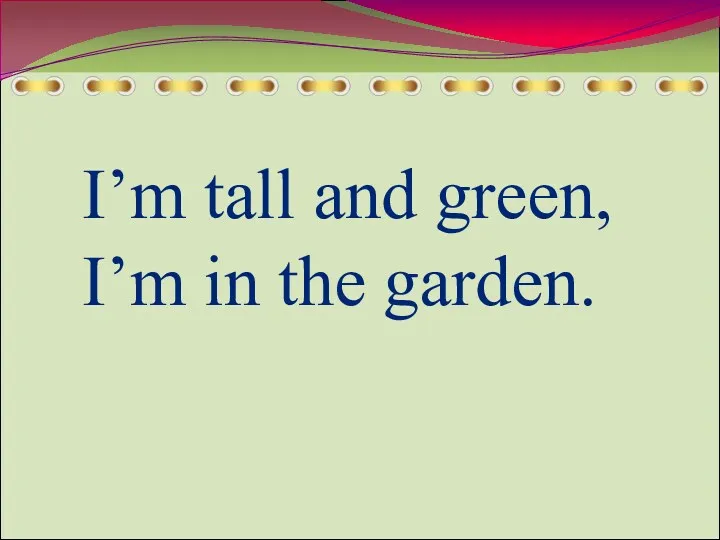 I’m tall and green, I’m in the garden.