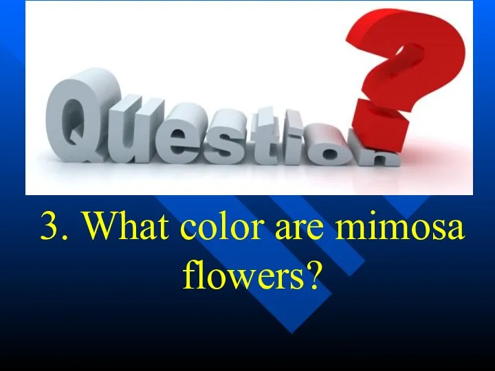 3. What color are mimosa flowers?