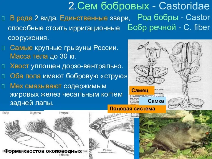 2.Сем бобровых - Castoridae Род бобры - Castor Бобр речной