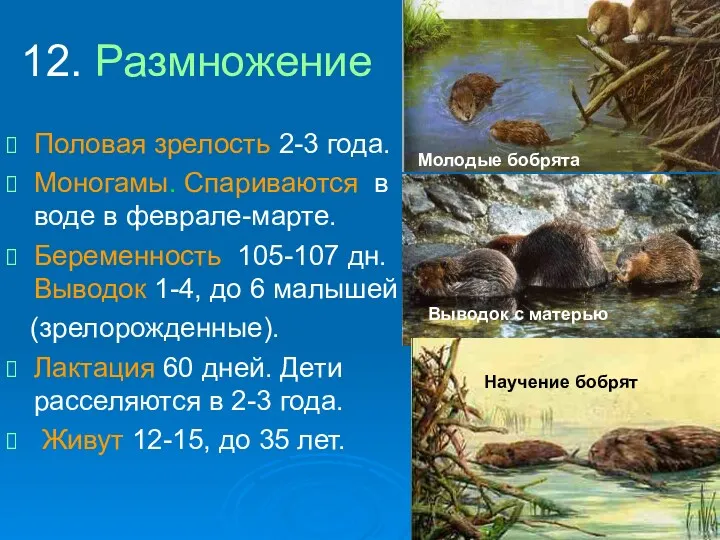 12. Размножение Половая зрелость 2-3 года. Моногамы. Спариваются в воде