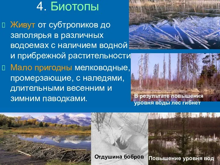 4. Биотопы Живут от субтропиков до заполярья в различных водоемах