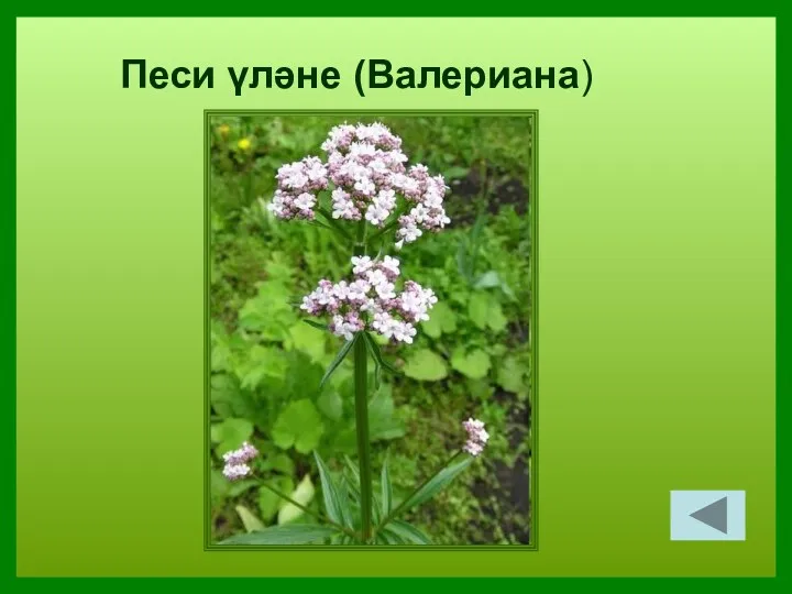 Песи үләне (Валериана)