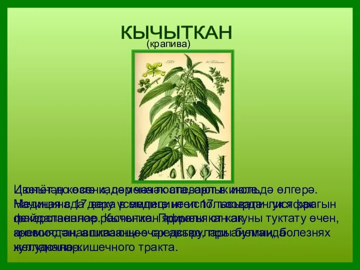 КЫЧЫТКАН (крапива) Июньнән көзгә кадәр чәчәк ата, орлык июльдә өлгерә.