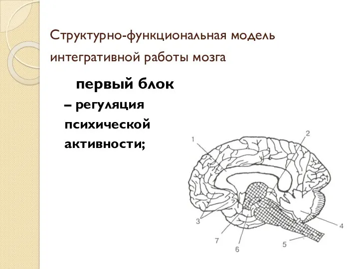 Структурно-функциональная модель интегративной работы мозга первый блок – регуляция психической активности;