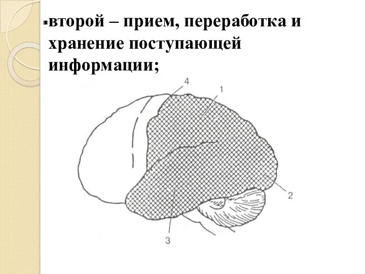 второй – прием, переработка и хранение поступающей информации;