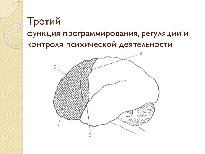 Третий функция программирования, регуляции и контроля психической деятельности