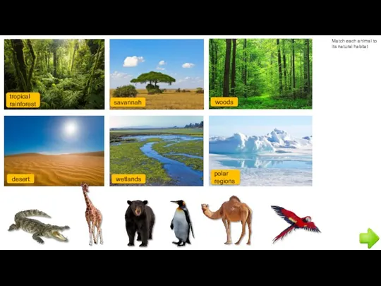 Match each animal to its natural habitat tropical rainforest savannah woods desert wetlands polar regions