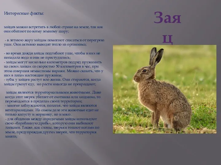 Заяц Интересные факты: зайцев можно встретить в любой стране на