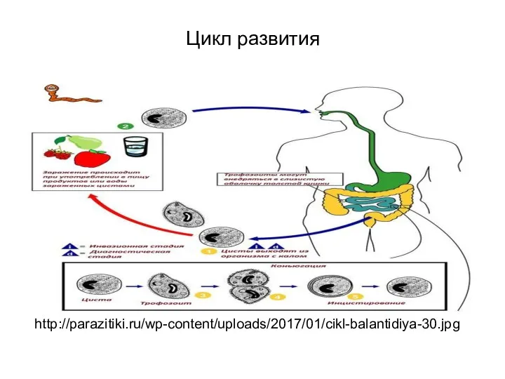 Цикл развития http://parazitiki.ru/wp-content/uploads/2017/01/cikl-balantidiya-30.jpg