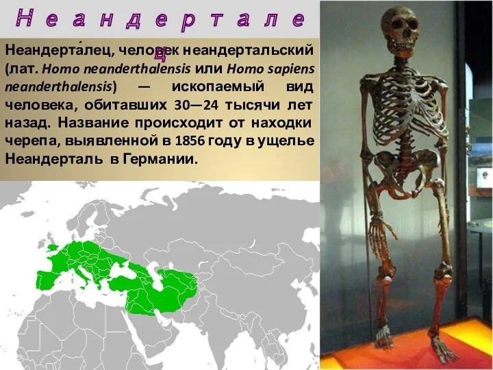 Неандерта́лец, человек неандертальский (лат. Homo neanderthalensis или Homo sapiens neanderthalensis) — ископаемый вид