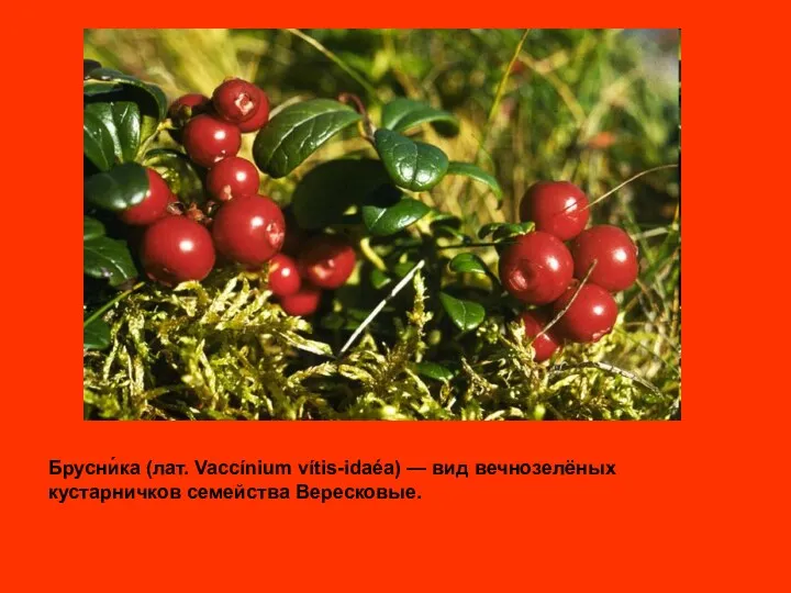 Брусни́ка (лат. Vaccínium vítis-idaéa) — вид вечнозелёных кустарничков семейства Вересковые.