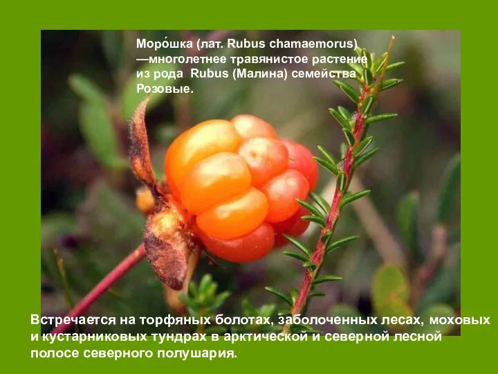 Моро́шка (лат. Rubus chamaemorus) —многолетнее травянистое растение из рода Rubus