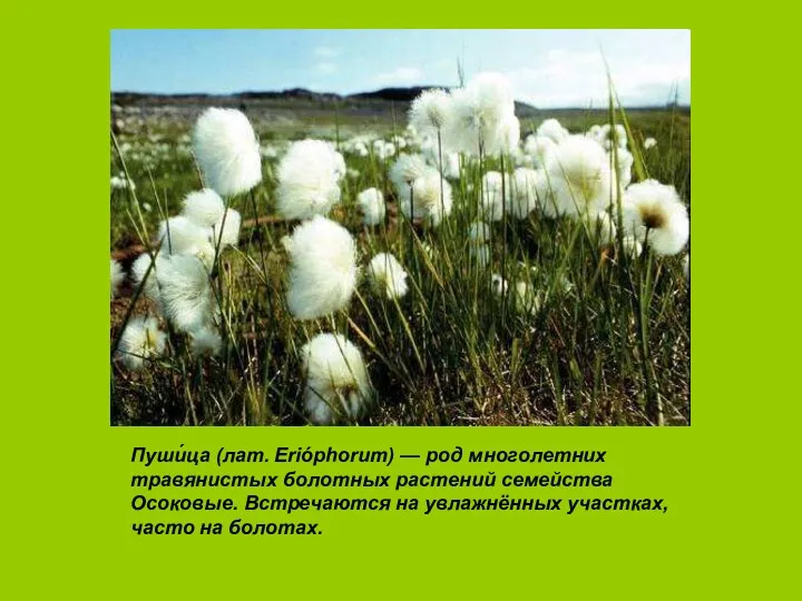 Пуши́ца (лат. Erióphorum) — род многолетних травянистых болотных растений семейства