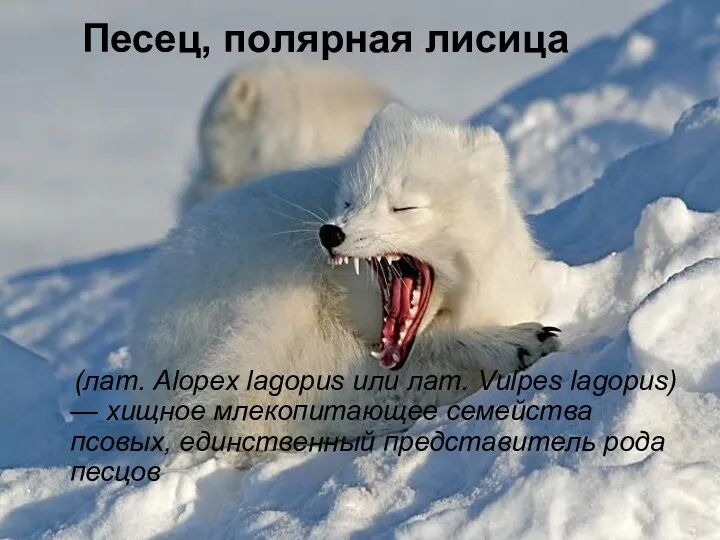 Песец, полярная лисица (лат. Alopex lagopus или лат. Vulpes lagopus)