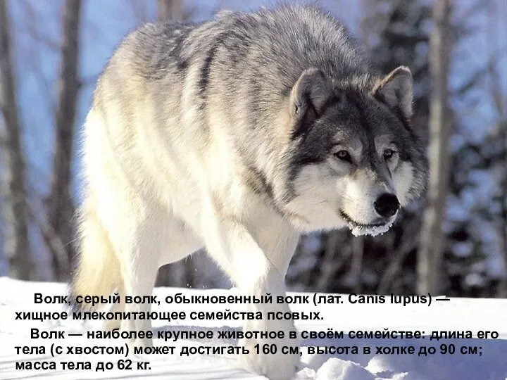 Волк, серый волк, обыкновенный волк (лат. Canis lupus) — хищное