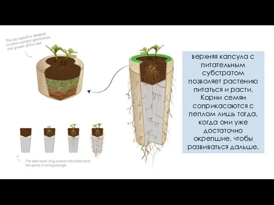 верхняя капсула с питательным субстратом позволяет растению питаться и расти.