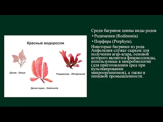 Среди багрянок ценны виды родов Родимения (Rodimenia) Порфира (Porphyra). Некоторые