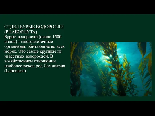 ОТДЕЛ БУРЫЕ ВОДОРОСЛИ (PHAEOPHYTA) Бурые водоросли (около 1500 видов) -