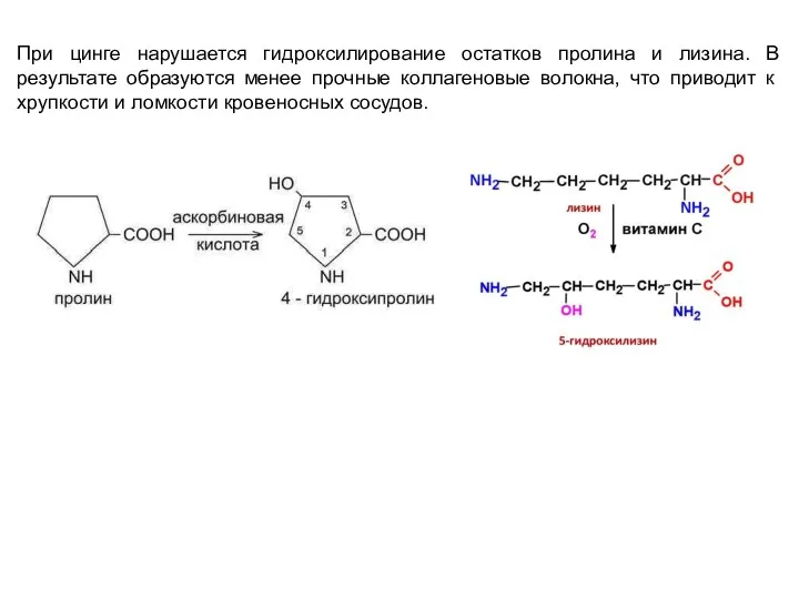 При цинге нарушается гидроксилирование остатков пролина и лизина. В результате