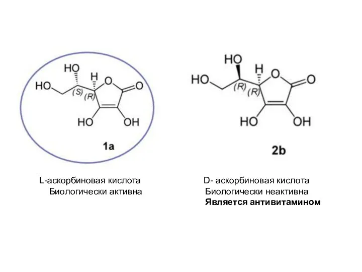 L-аскорбиновая кислота D- аскорбиновая кислота Биологически активна Биологически неактивна Является антивитамином