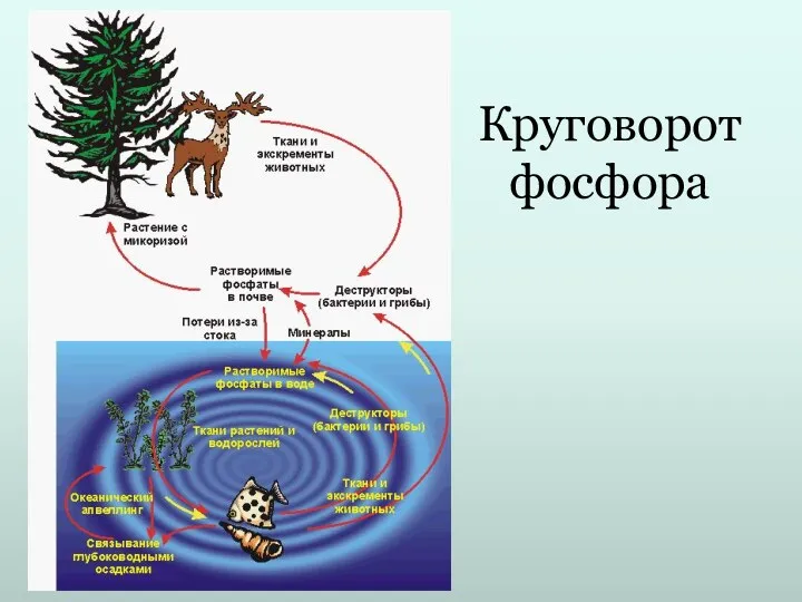 Круговорот фосфора