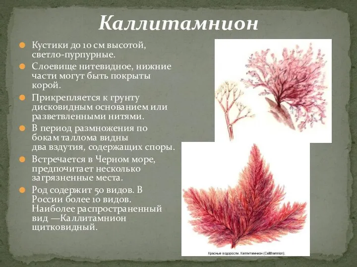 Кустики до 10 см высотой, светло-пурпурные. Слоевище нитевидное, нижние части