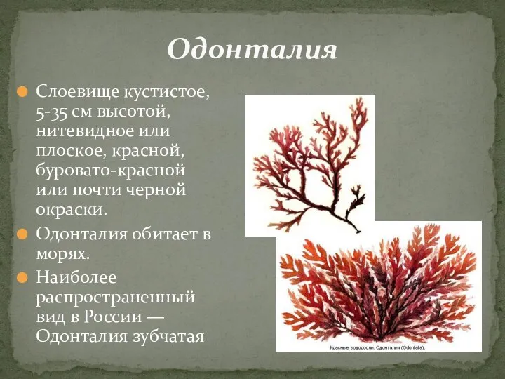 Слоевище кустистое, 5-35 см высотой, нитевидное или плоское, красной, буровато-красной