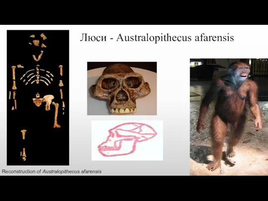 Люси - Аustralopithecus afarensis Reconstruction of Australopithecus afarensis