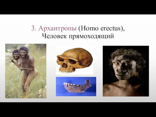 3. Архантропы (Homo erectus), Человек прямоходящий