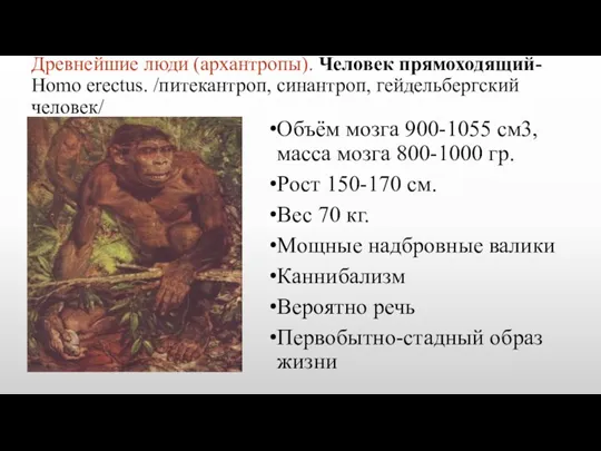 Древнейшие люди (архантропы). Человек прямоходящий- Homo erectus. /питекантроп, синантроп, гейдельбергский