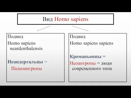 Вид Homo sapiens Подвид Homo sapiens neardenthalensis Неандертальцы = Палеоантропы