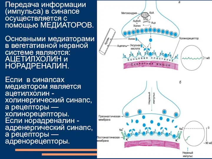 Передача информации (импульса) в синапсе осуществляется с помощью МЕДИАТОРОВ. Основными