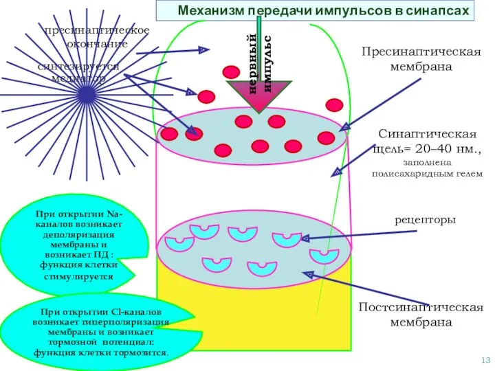 Механизм передачи импульсов в синапсах Пресинаптическая мембрана Постсинаптическая мембрана Синаптическая