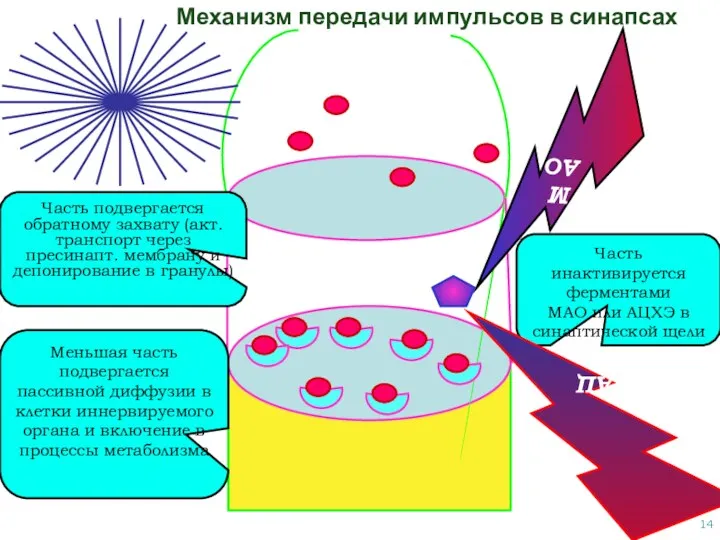 Механизм передачи импульсов в синапсах После реакции с рецептором медиатор