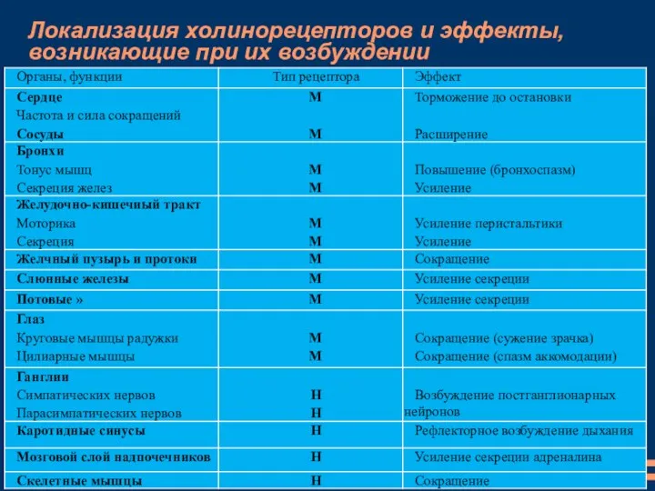 Локализация холинорецепторов и эффекты, возникающие при их возбуждении