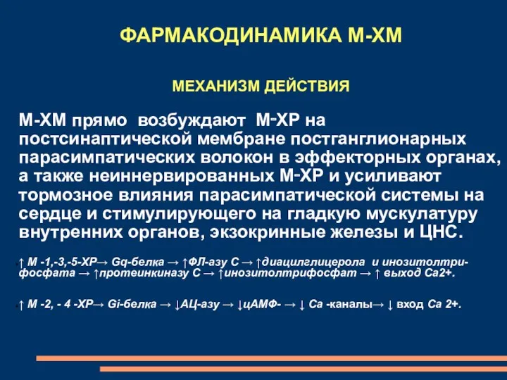 ФАРМАКОДИНАМИКА М-ХМ МЕХАНИЗМ ДЕЙСТВИЯ М-ХМ прямо возбуждают М‑ХР на постсинаптической