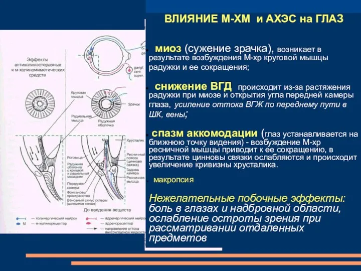 ВЛИЯНИЕ М-ХМ и АХЭС на ГЛАЗ миоз (сужение зрачка), возникает