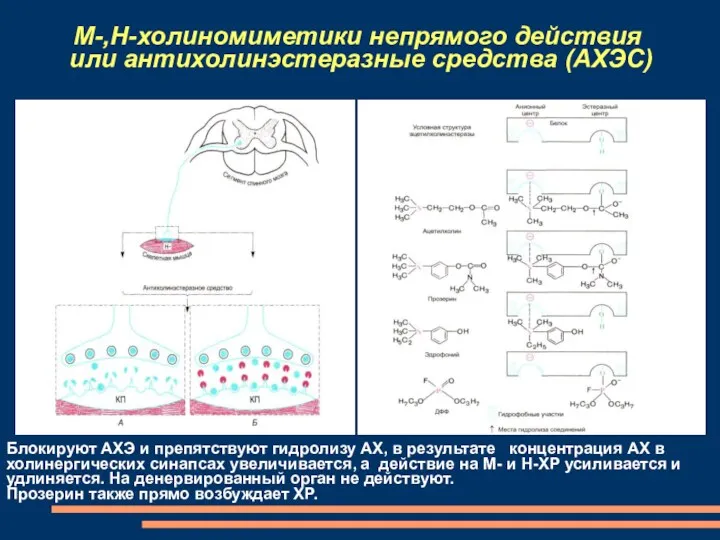 М-,Н-холиномиметики непрямого действия или антихолинэстеразные средства (АХЭС) Блокируют АХЭ и