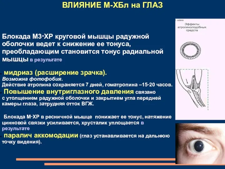 Блокада М3‑ХР круговой мышцы радужной оболочки ведет к снижение ее