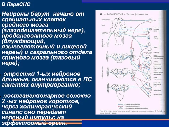 В ПараСНС Нейроны берут начало от специальных клеток среднего мозга