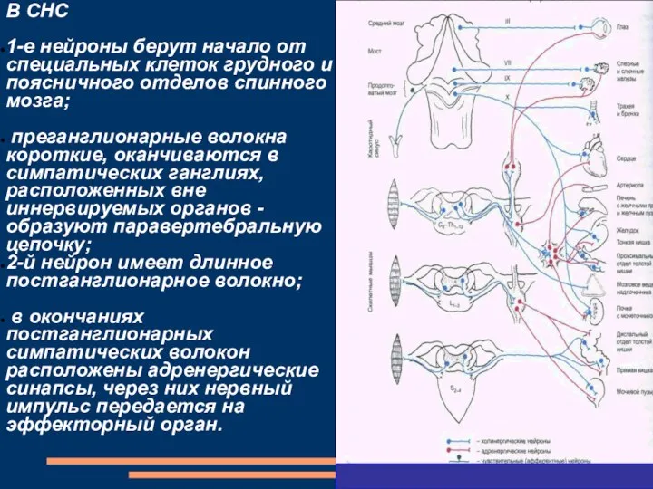 В СНС 1-е нейроны берут начало от специальных клеток грудного