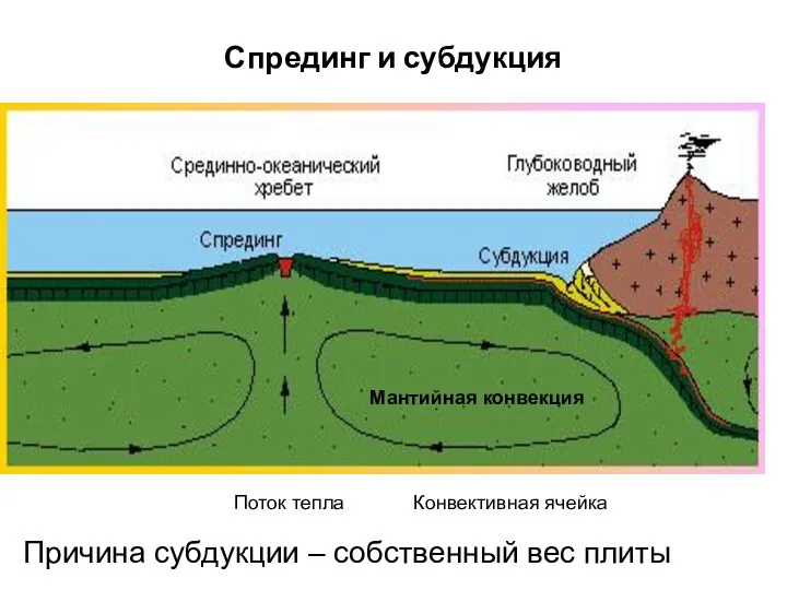 Спрединг и субдукция Мантийная конвекция Поток тепла Конвективная ячейка Причина субдукции – собственный вес плиты