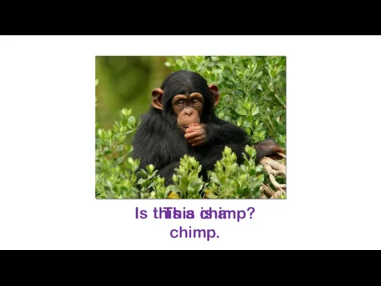 Is this a chimp? This is a chimp.