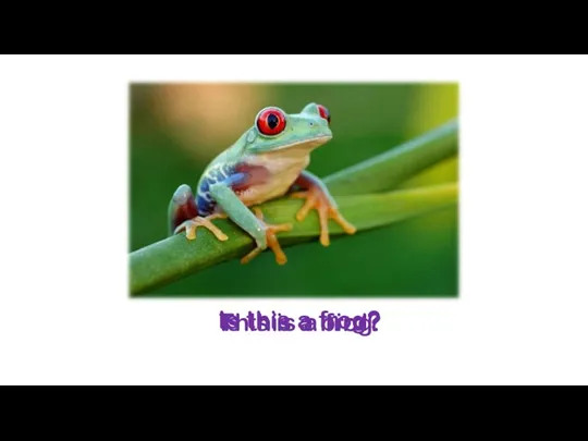 Is this a bird? This is a frog. Is this a frog?